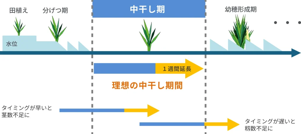 水稲栽培で中干しを１週間延長した場合の理想の期間を示したイメージ。収量や品質への悪影響を避けるために、適切なタイミングで行うことを推奨している。