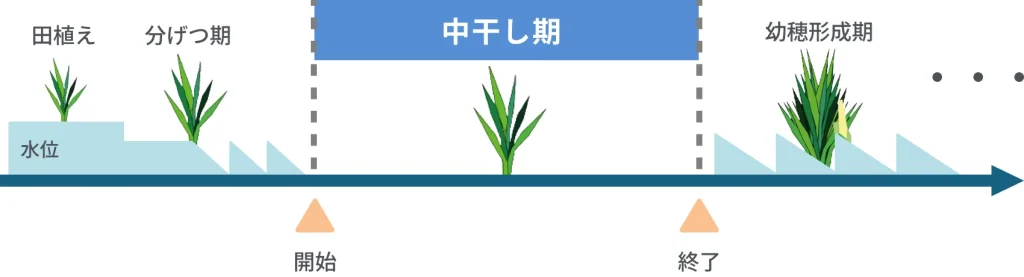 中干しを開始するタイミングと終了するタイミングを示したイメージ。分けつと幼穂形成期に応じて変動することを説明している。