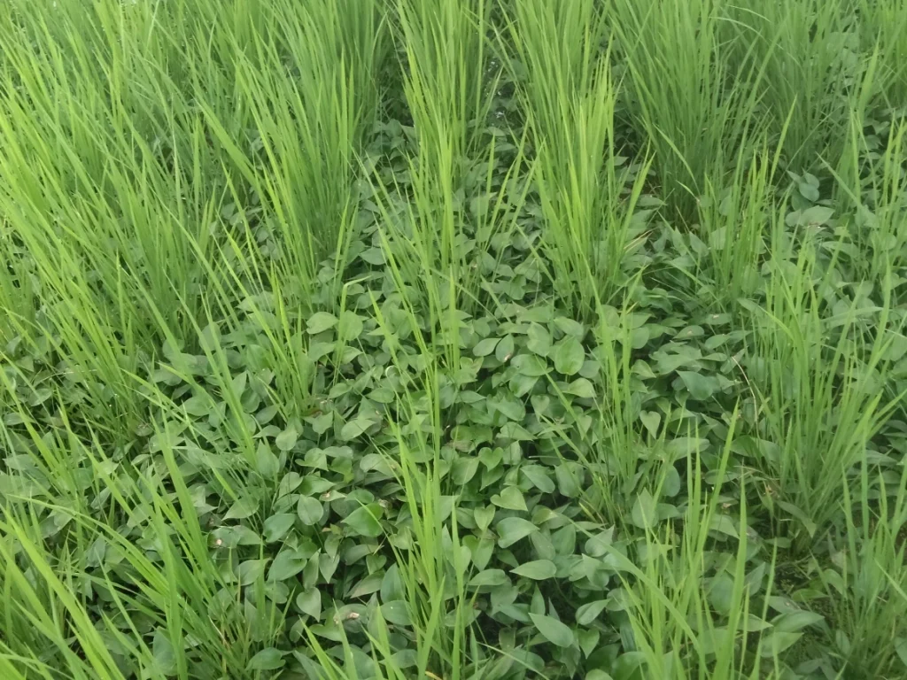 有機水稲圃場でコナギが繁茂して雑草の被害が出ている様子