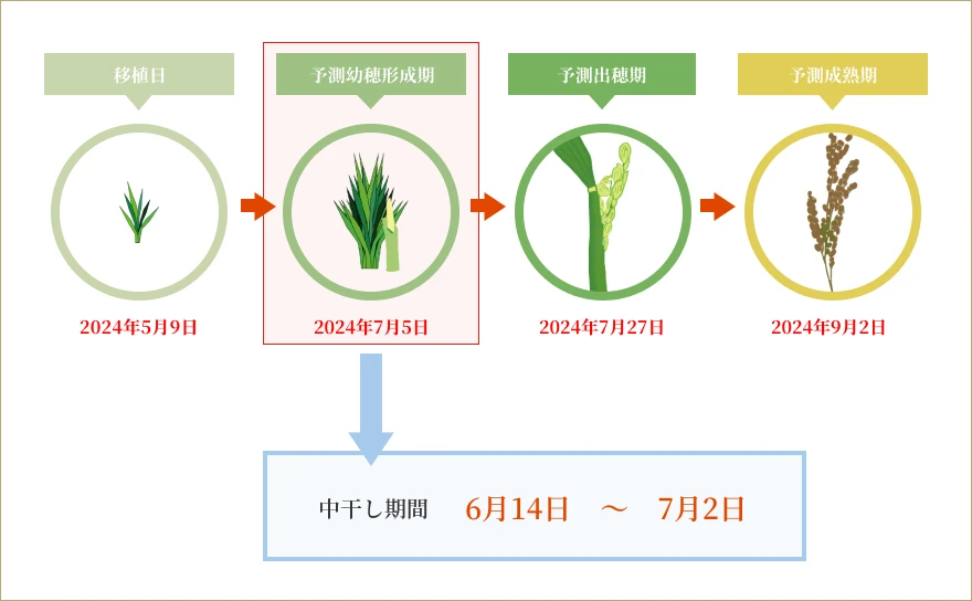 Amoniの水稲生育予測を使ってイセキ試験ほ場の中干しタイミングを計算した結果のイメージ