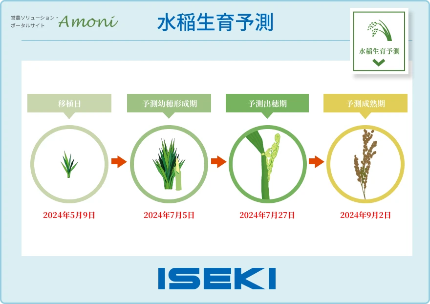 Amoniの水稲生育予測機能による生育予測の結果画面のスクリーンショット切り抜き。気象情報を基に、移植日から幼穂形成期・出穂期・成熟期を予測している。