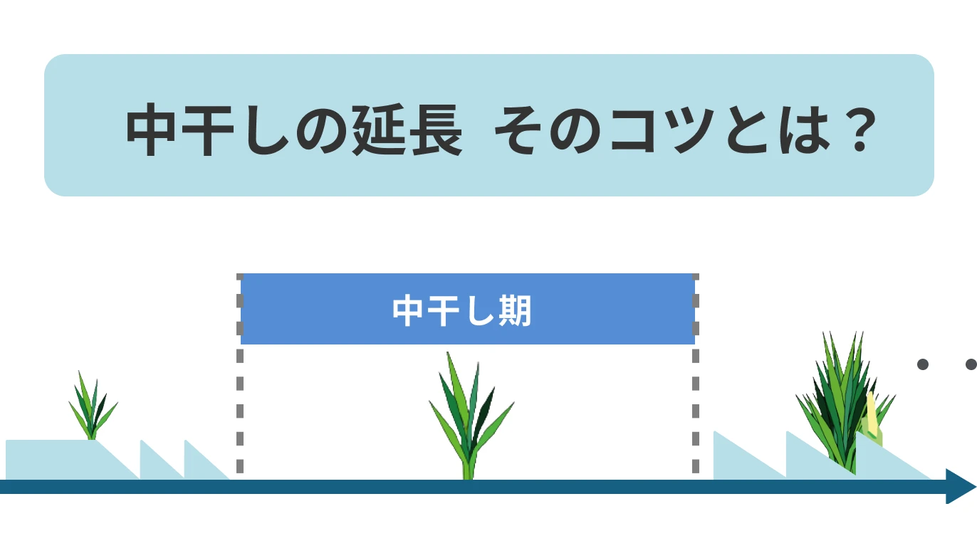 中干しの期間を延長する際のポイント