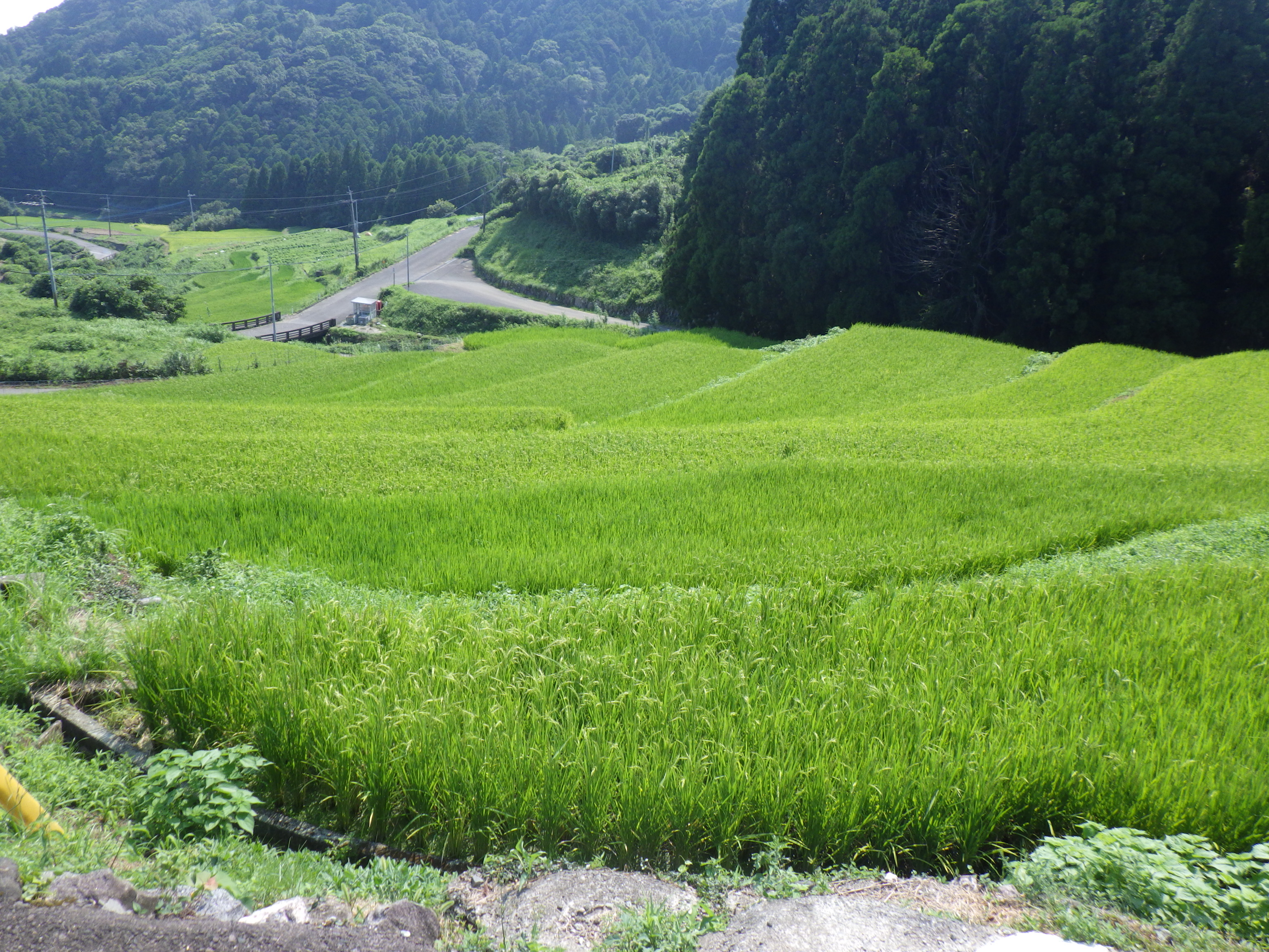 【ご紹介！】つなぐ棚田遺産「江里山の棚田」（佐賀県小城市）