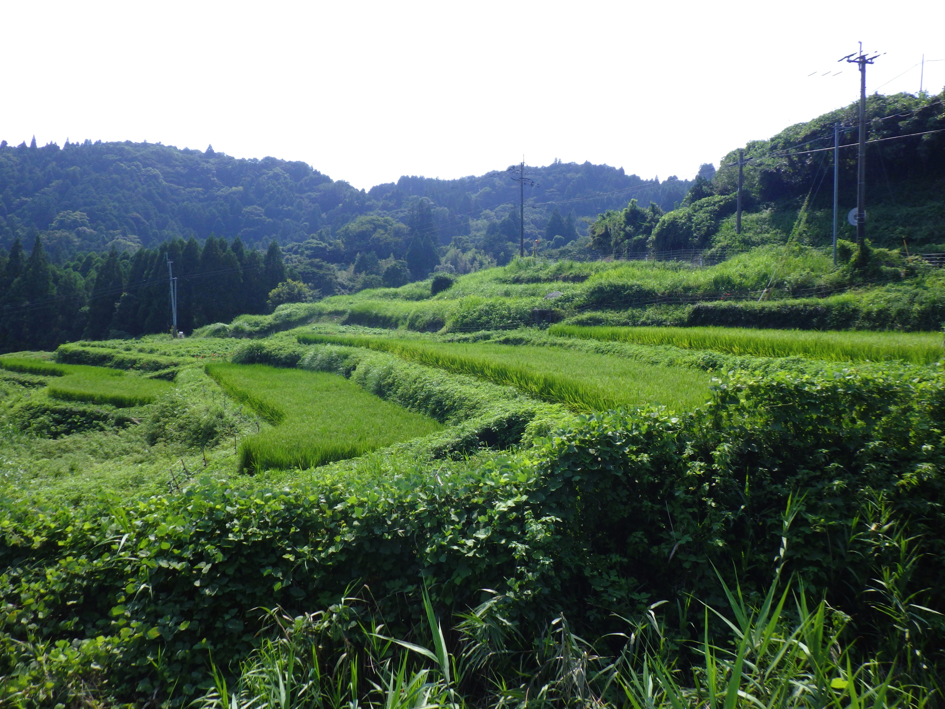 【ご紹介！】つなぐ棚田遺産「江里山の棚田」（佐賀県小城市）