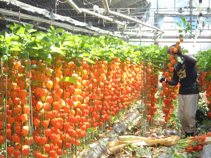 色鮮やかな夏の風物”ホオズキ”の出荷最盛期（大分の写真館より）