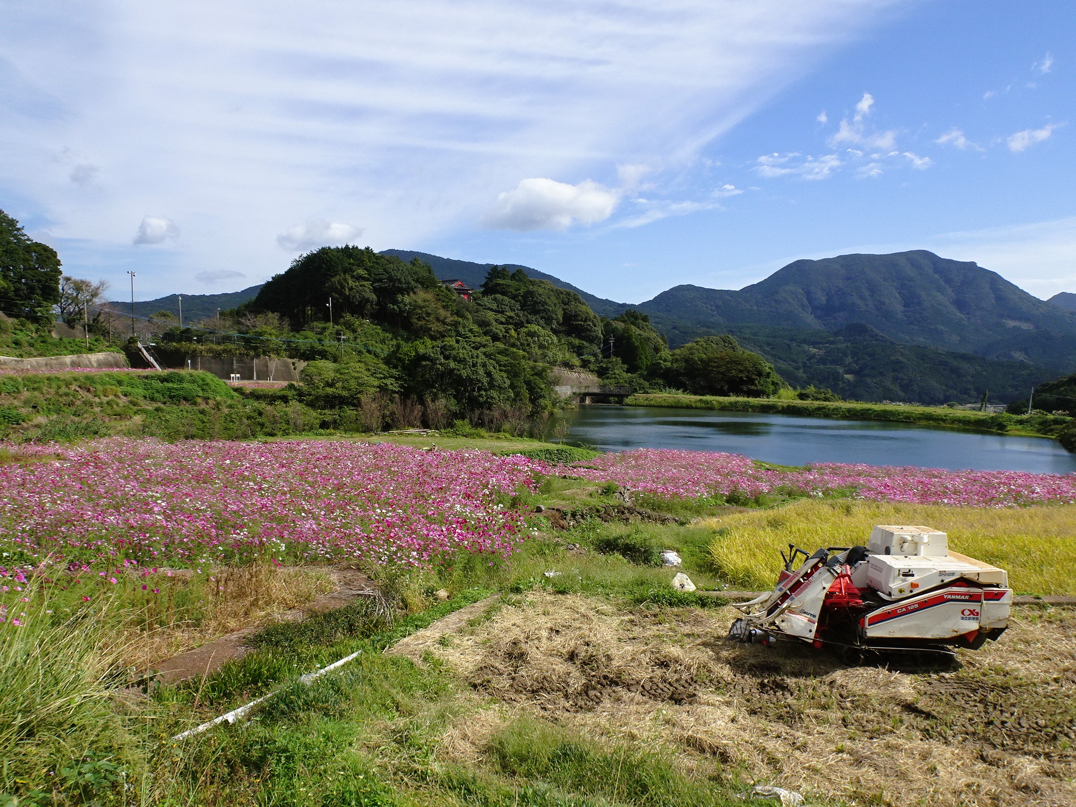 【ご紹介!】「岳（たけ）の棚田」と「山谷（やまだに）のコスモス棚田」（佐賀県有田町）