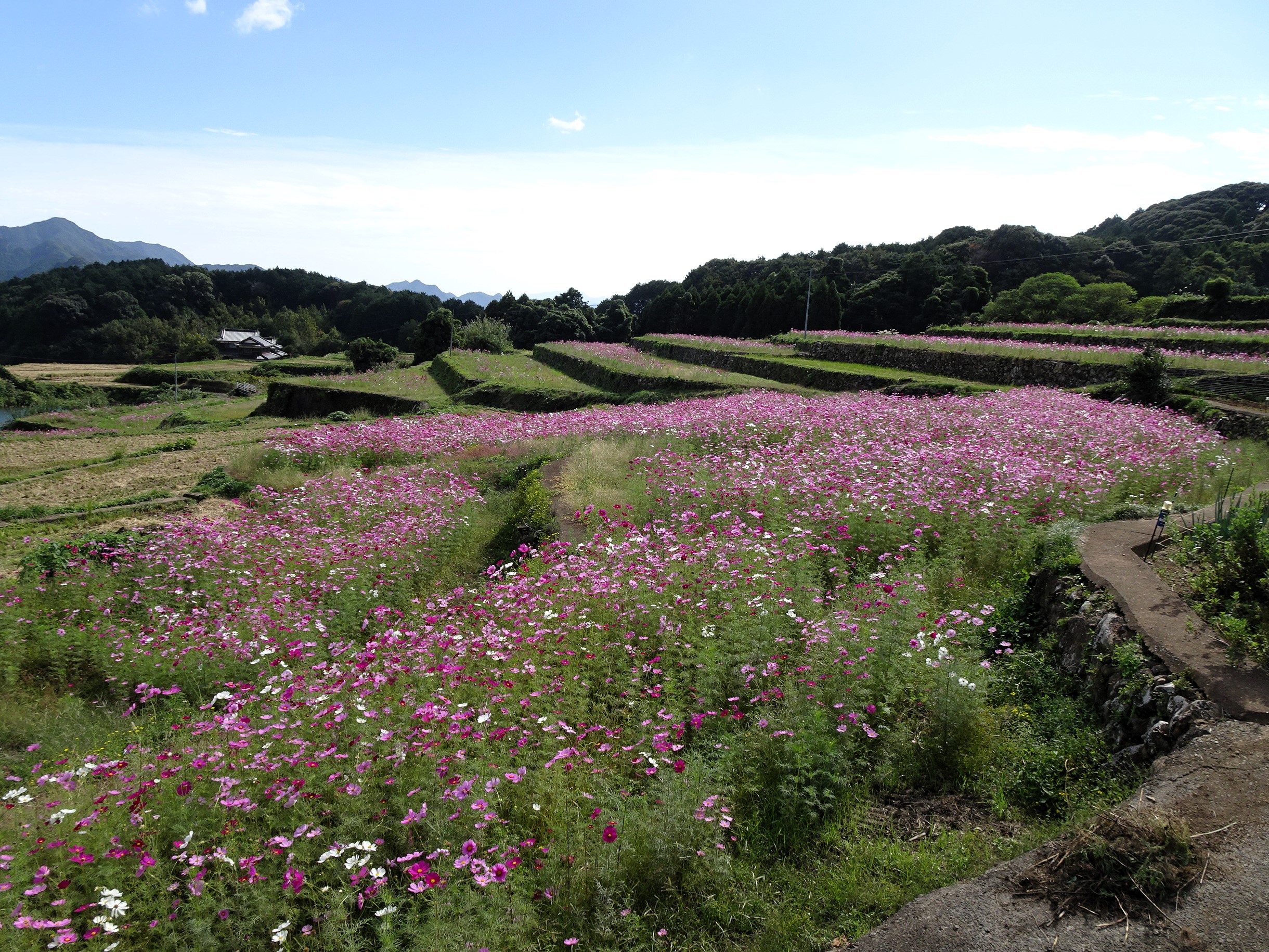 【ご紹介!】「岳（たけ）の棚田」と「山谷（やまだに）のコスモス棚田」（佐賀県有田町）