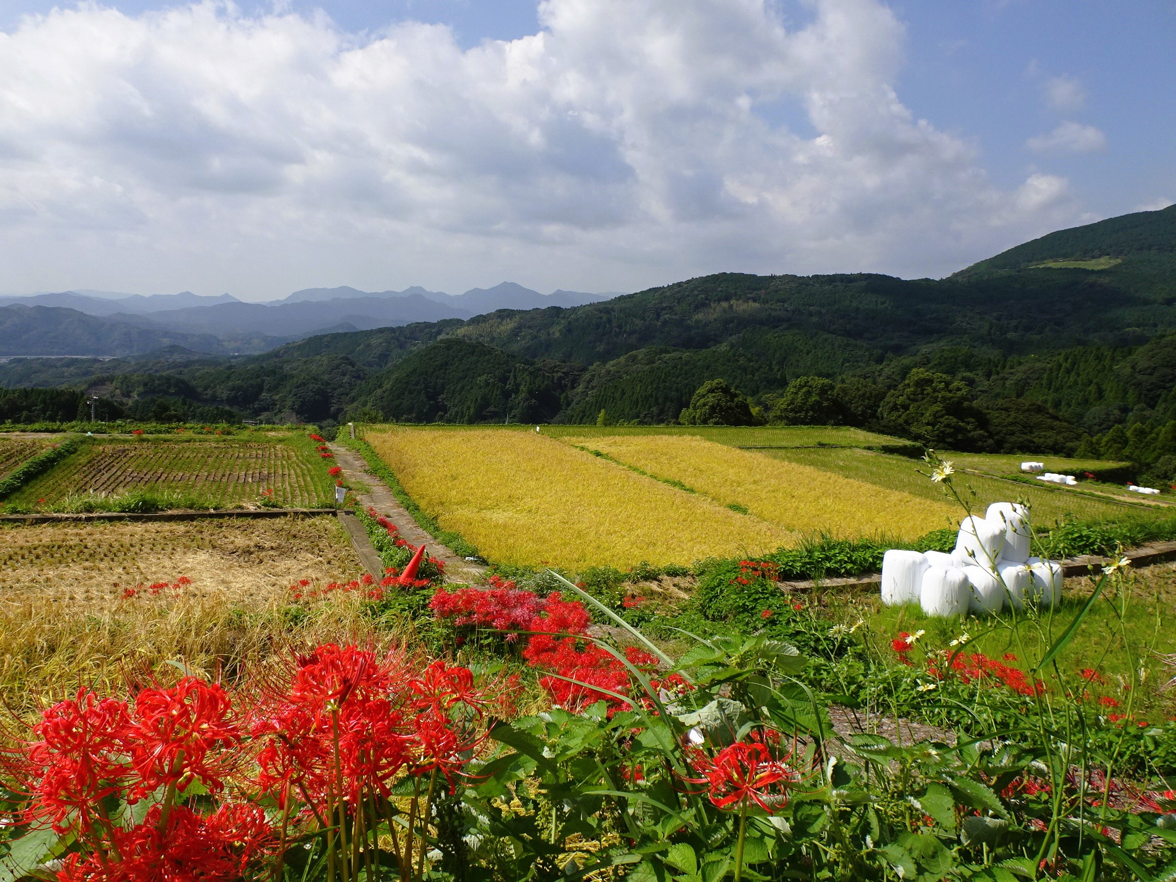 【ご紹介！】「タナディアンロッキー」で棚田米の収穫が始まる!（佐賀県武雄市）