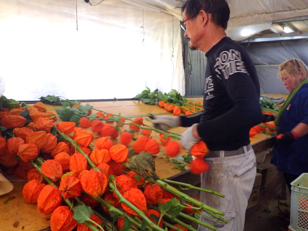 色鮮やかな夏の風物”ホオズキ”の出荷最盛期（大分の写真館より）