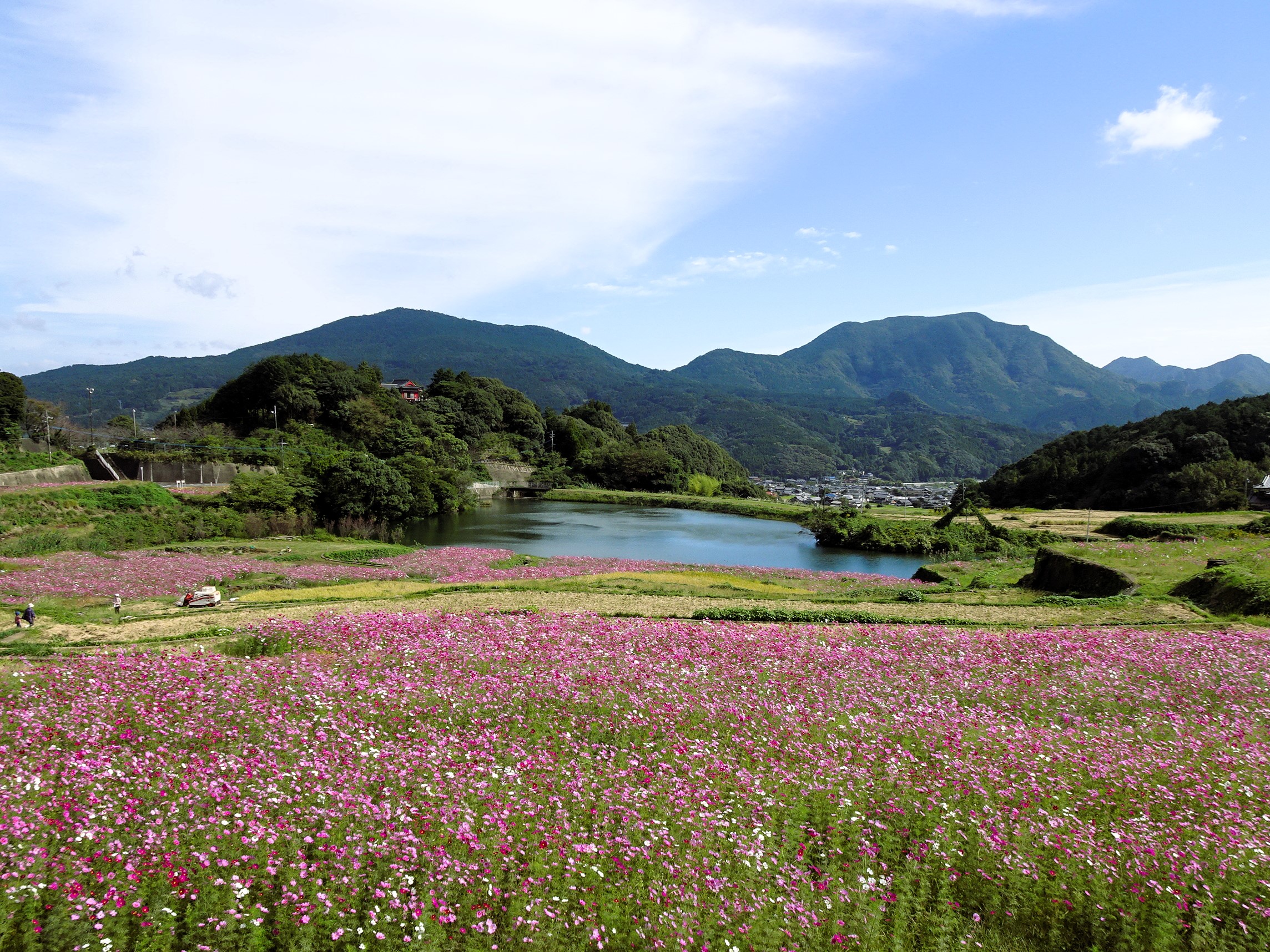 【ご紹介!】「岳（たけ）の棚田」と「山谷（やまだに）のコスモス棚田」（佐賀県有田町）