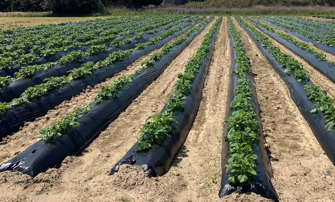 茨城県では生分解性マルチの導入を支援します！