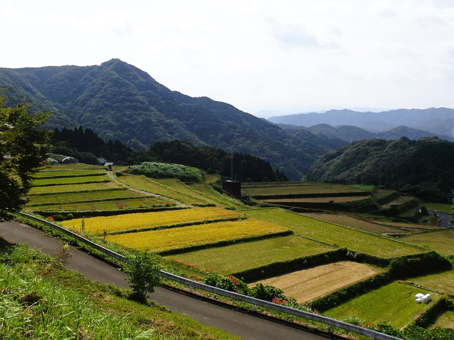 【ご紹介！】「タナディアンロッキー」で棚田米の収穫が始まる!（佐賀県武雄市）