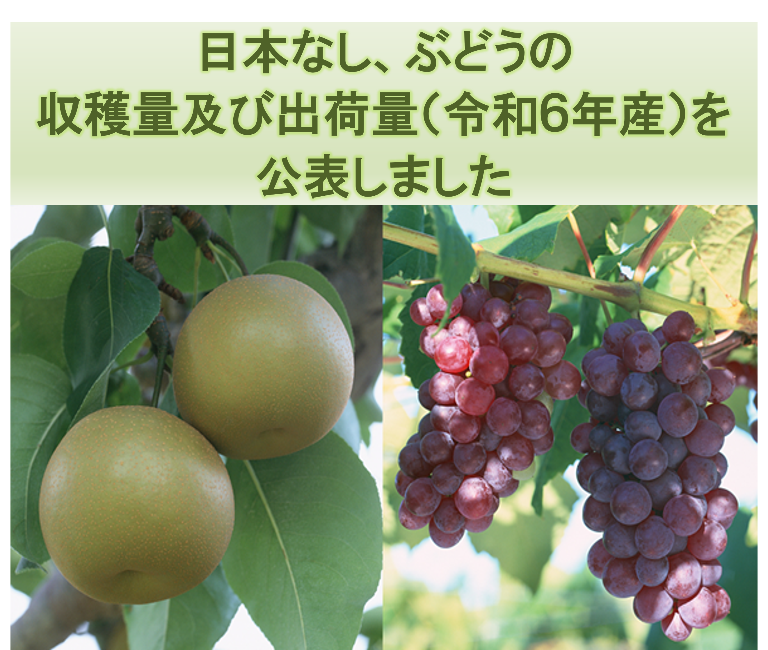 日本なし、ぶどうの収穫量及び出荷量（令和6年産）を公表しました