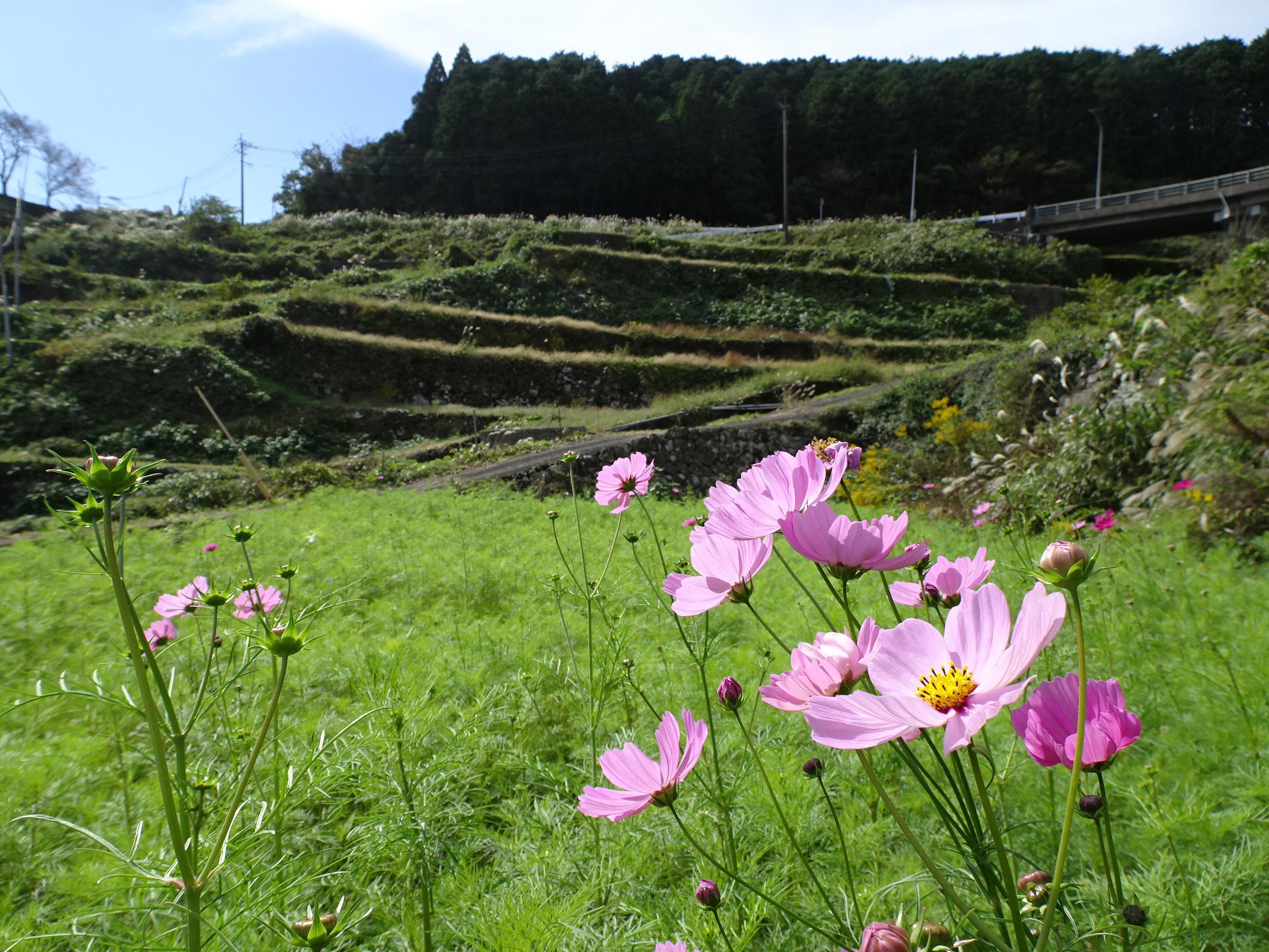 【ご紹介!】「岳（たけ）の棚田」と「山谷（やまだに）のコスモス棚田」（佐賀県有田町）