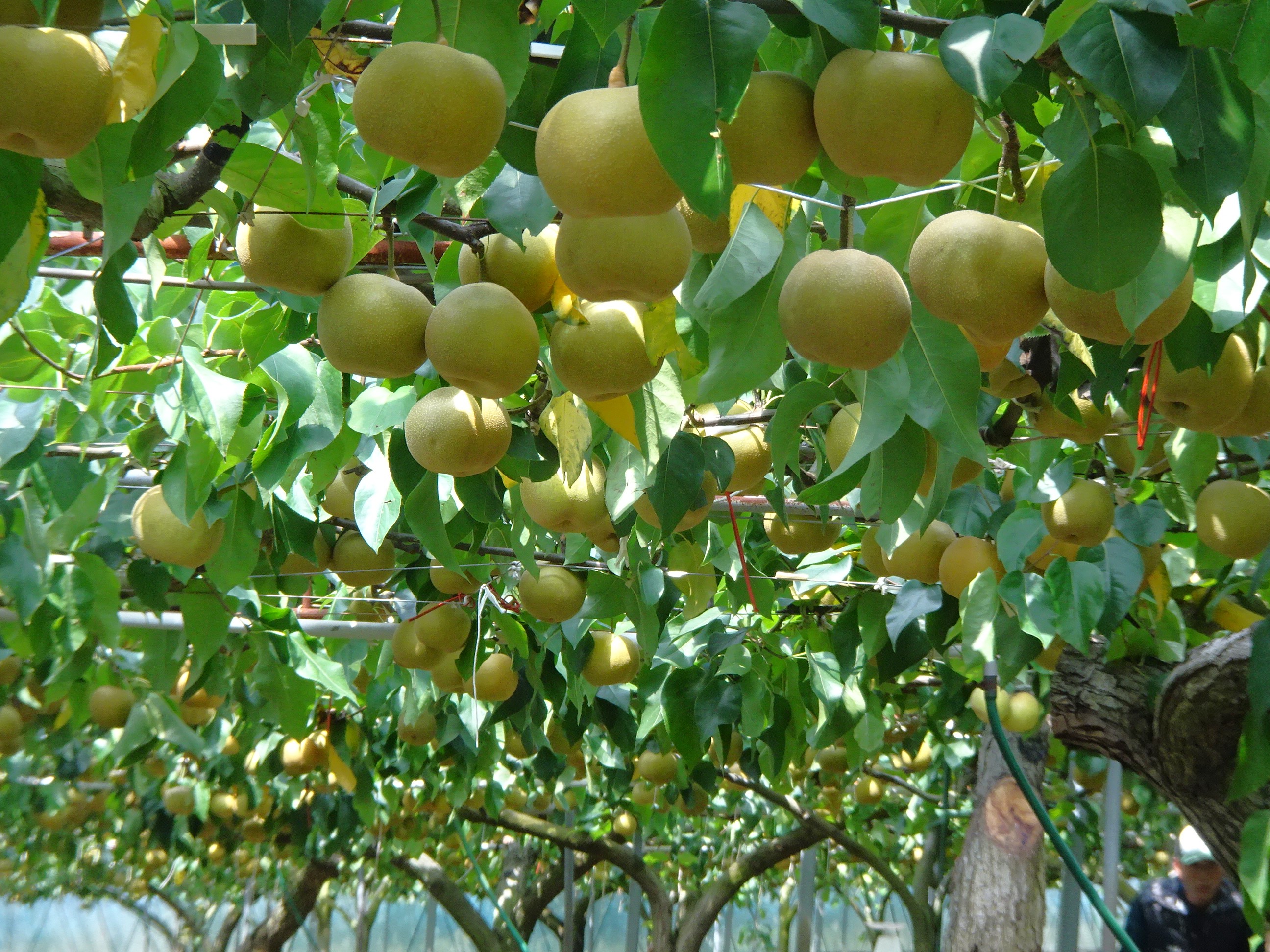 伊万里産梨の収穫が始まっています!