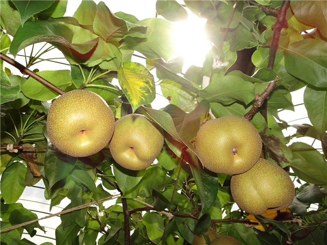 伊万里産梨の収穫が始まっています!