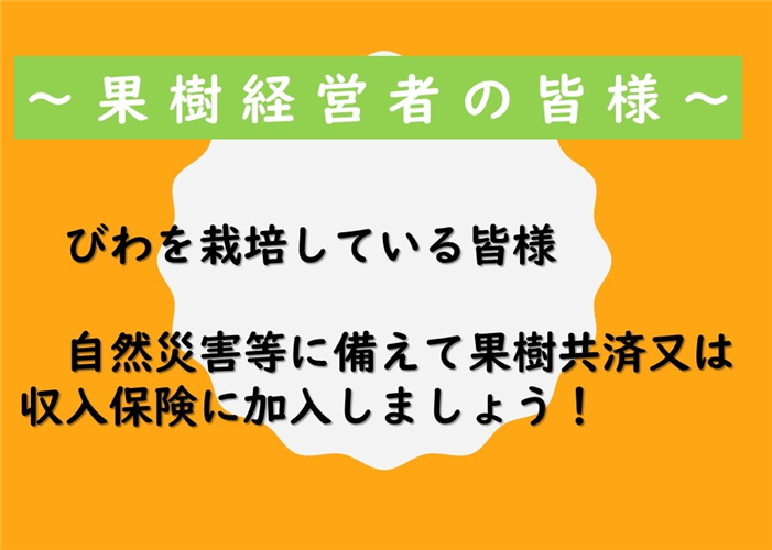 びわを栽培している皆様　自然災害等に備えて農業保険(果樹共済又は収入保険）に加入しましょう！