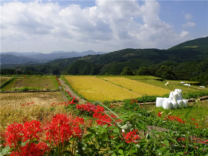 【ご紹介！】「タナディアンロッキー」で棚田米の収穫が始まる!（佐賀県武雄市）