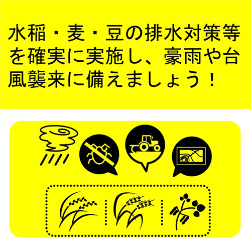 【防災】水稲・麦・豆の豪雨や台風への備え