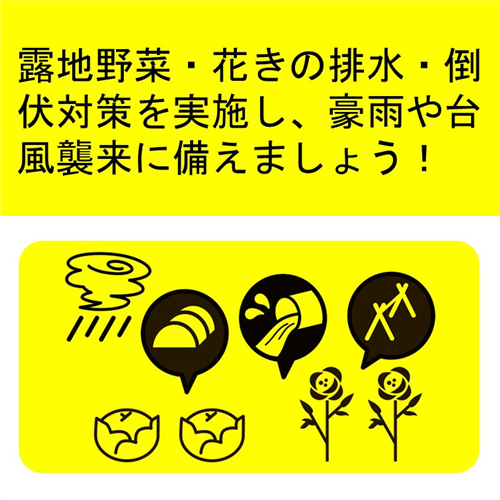 【防災】露地野菜・花きの豪雨や台風への備え