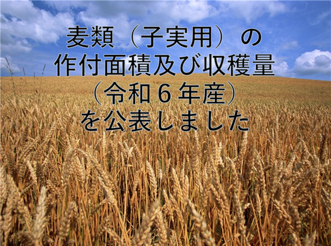 麦類（子実用）の作付面積及び収穫量（令和6年産）を公表しました