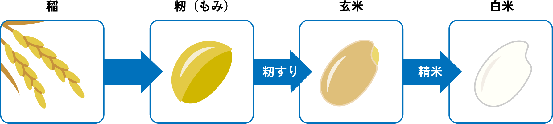 稲から白米までの流れ