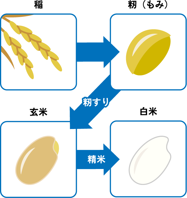 稲から白米までの流れ