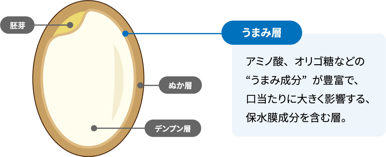 うまみ層：アミノ酸、オリゴ糖などの“うまみ成分”が豊富で、口当たりに大きく影響する、保水膜成分を含む層。