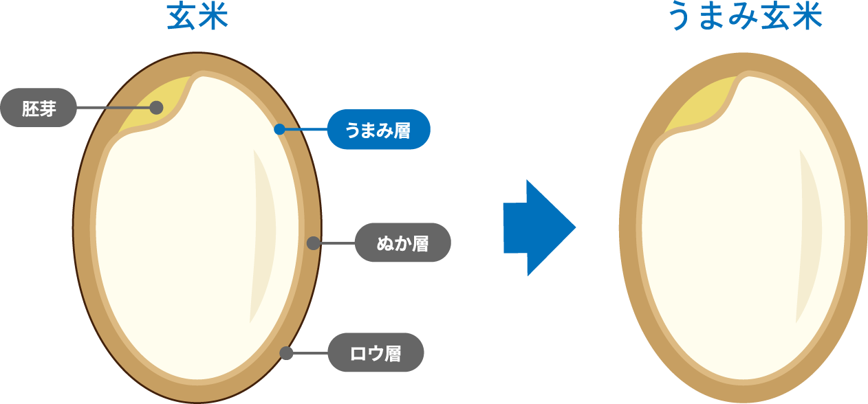 玄米からうまみ玄米へ