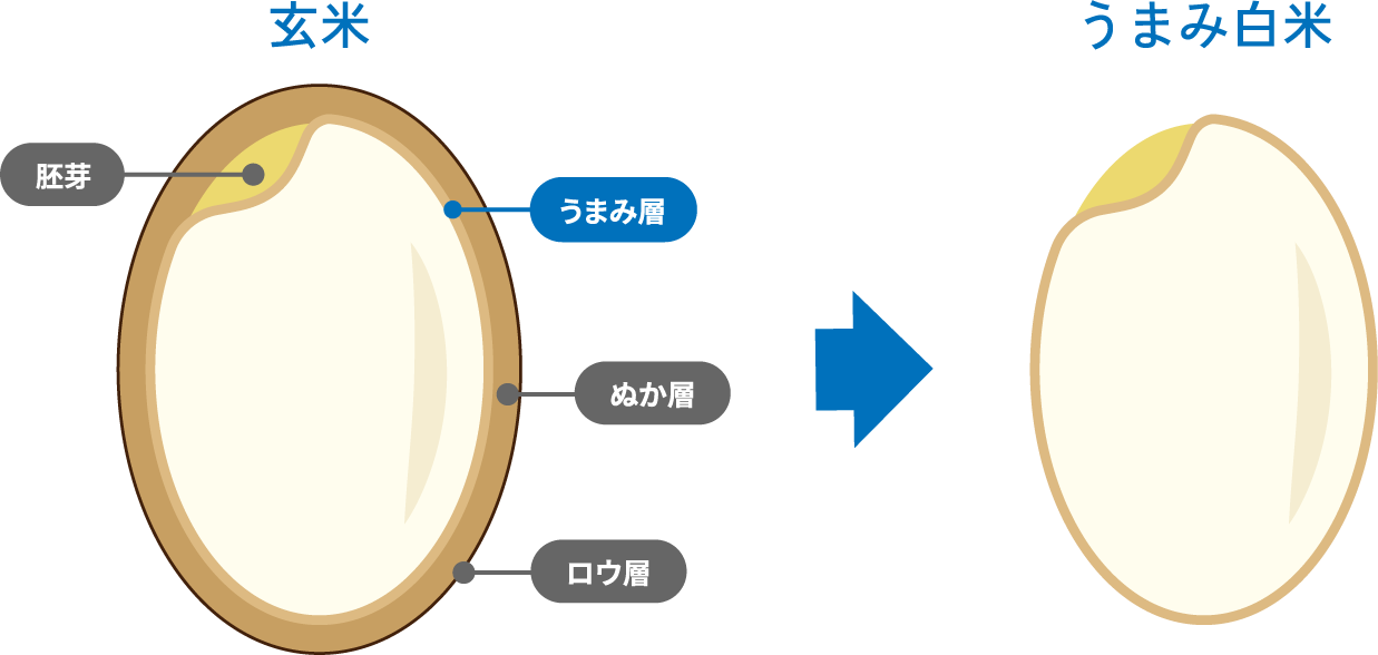 玄米からうまみ玄米へ