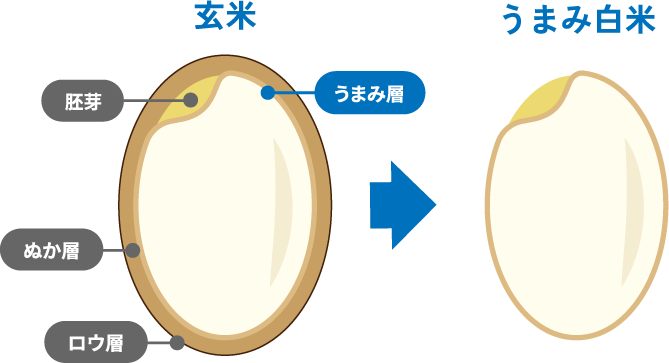 玄米からうまみ玄米へ