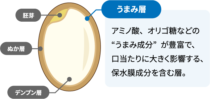 うまみ層：アミノ酸、オリゴ糖などの“うまみ成分”が豊富で、口当たりに大きく影響する、保水膜成分を含む層。